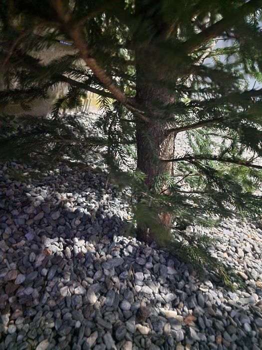 Vând  2 brazi naturali de Crăciun