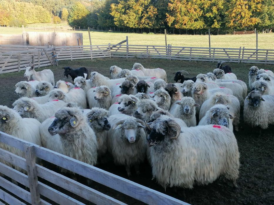 Vand oi bune de ținut