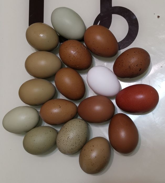 Pui și Ouă pentru incubat OliveEggers