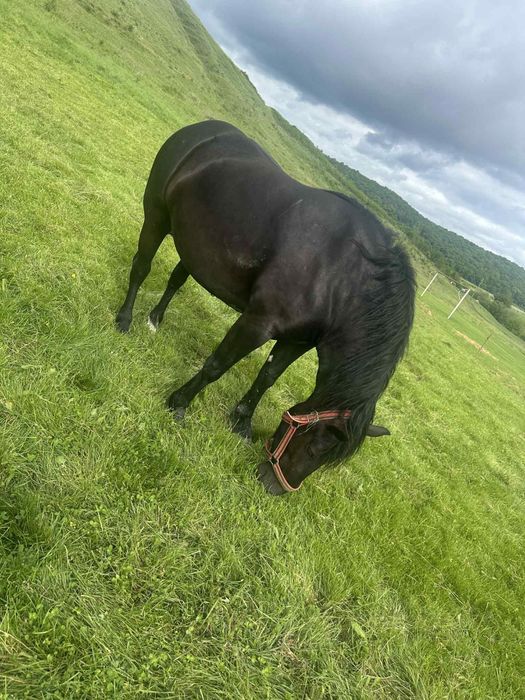 Iepe de vanzare cluj