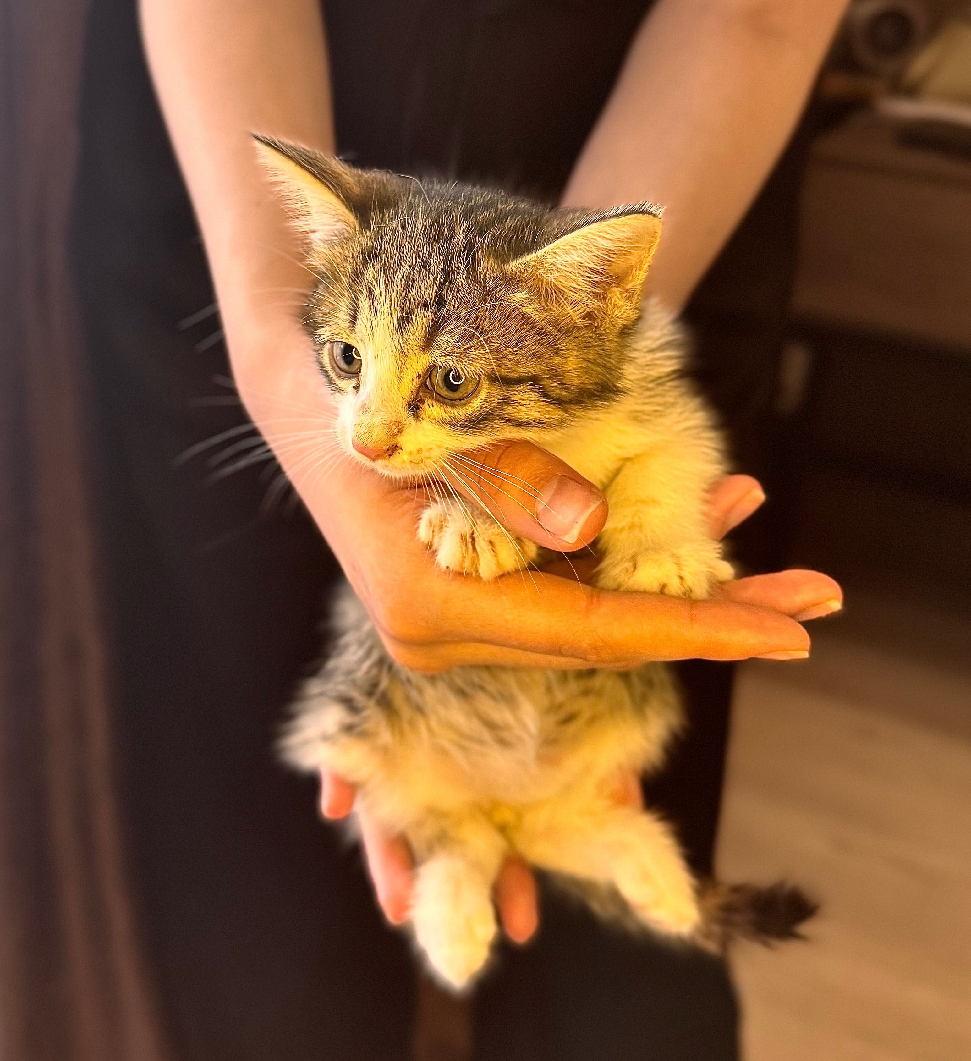 Котенок мальчик в добрые руки