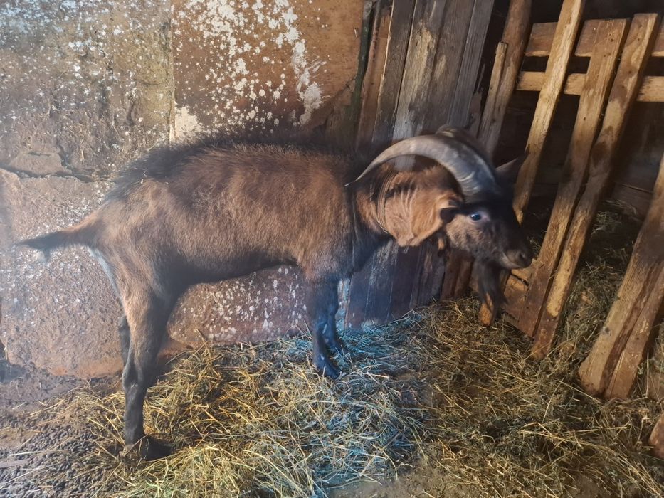 Țap alpin francez
