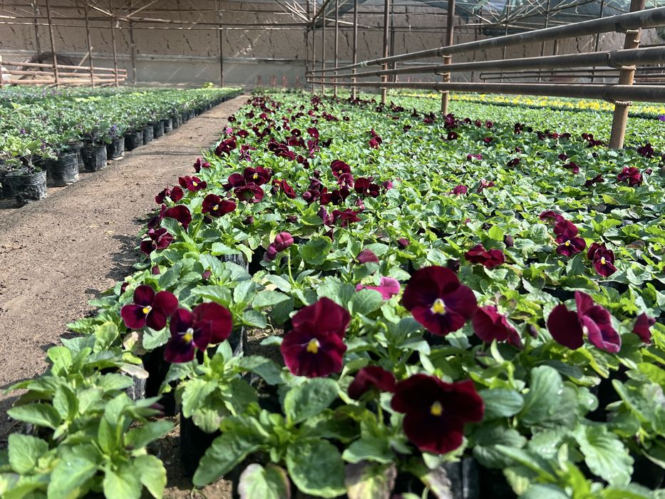 Mavsumiy viola gullari