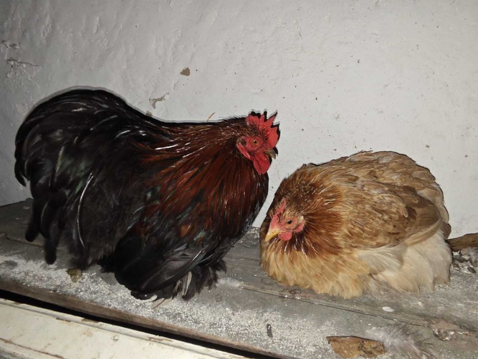 Perechi cochinchina pitic de vanzare diferite culori