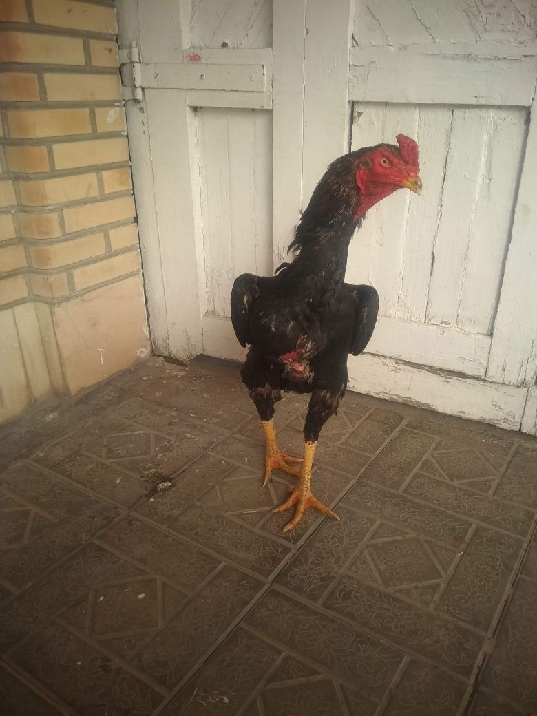 Зоти Шаму 1йилик