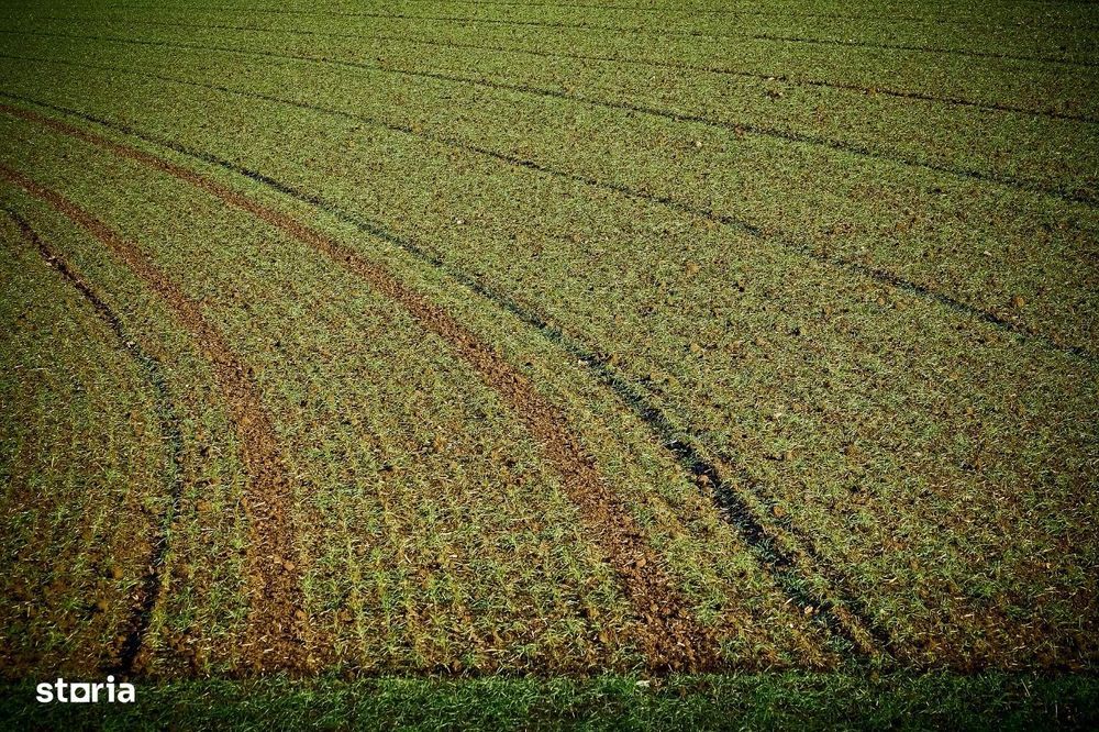 Vand teren agricol 5,3 ha Movila Miresii