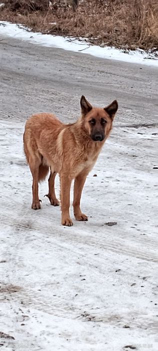 Отдам крепышов.Бесплатно.