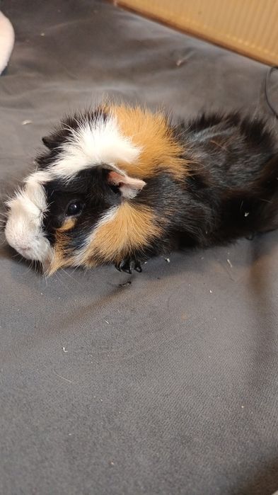 Donez Porcușor de guineea