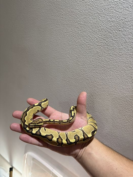 Vând Tokay Gecko (Gekko gecko) / Pitoni regali baby - femelă+mascul