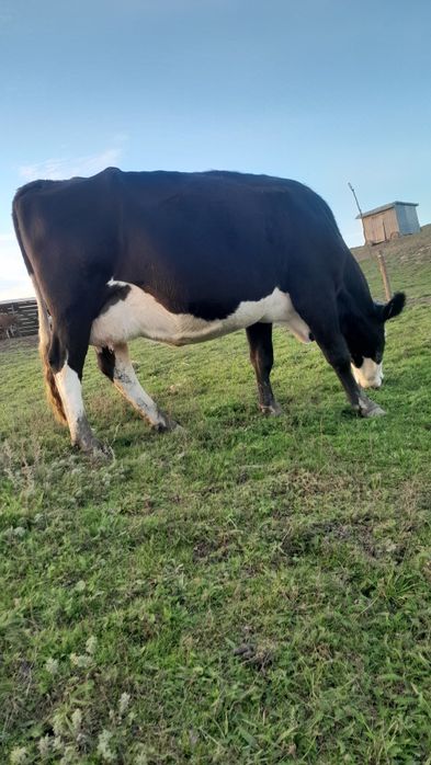 Vând vaca gestanta în 4-5 luni