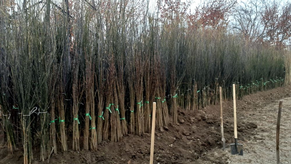 Klyon, yasin, sakura, akatsiya