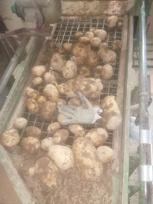 картофи за пълнене