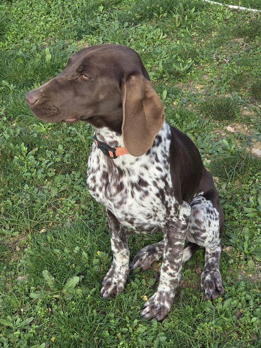 Курцхаар женски 6 месеца