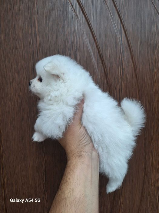 Померани  (мини шпиц)