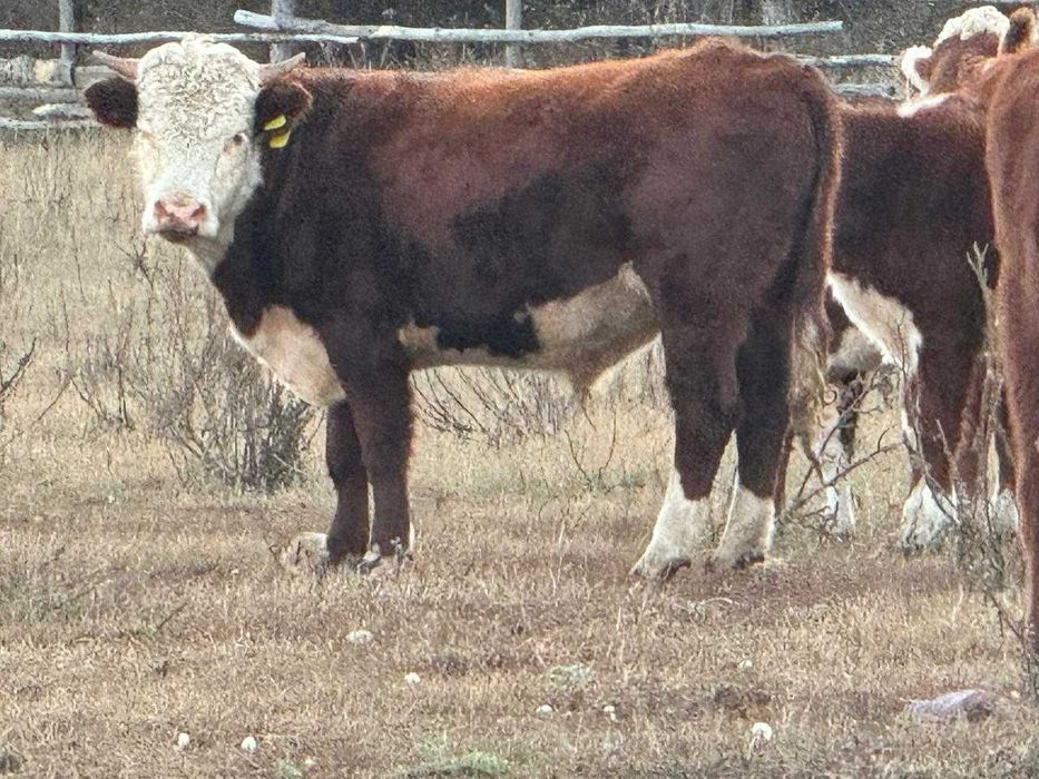 Продам бычков, молодняк 1 год