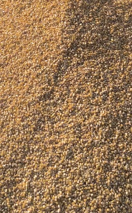 Продам кукурузу кормовую