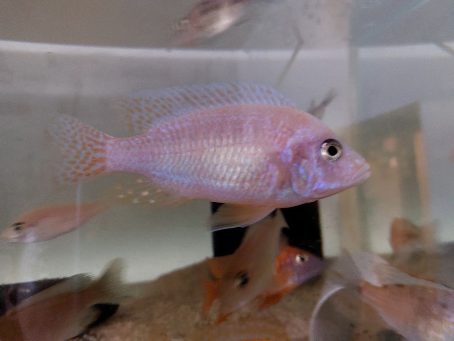 Pesti acvariu - Ciclide Africane