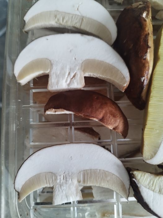 Hribi. Ciuperci uscate. Funghi porcini