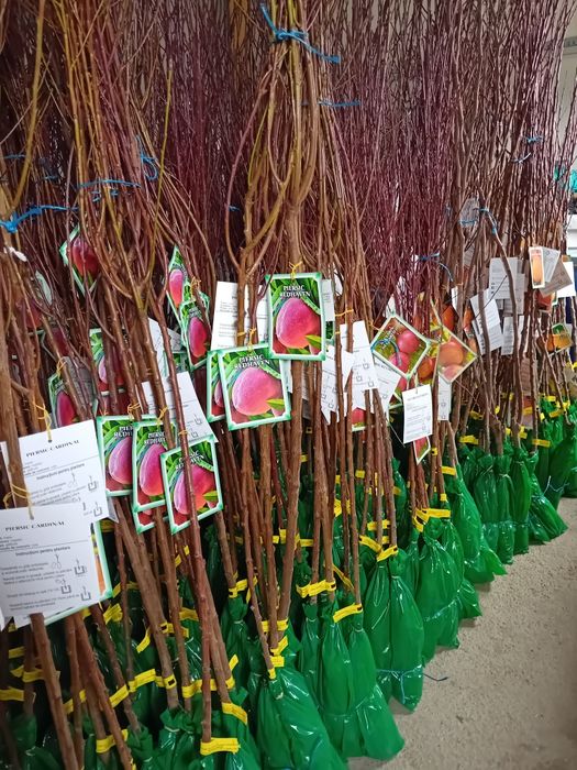 Vând pomi fructiferi categoria 1