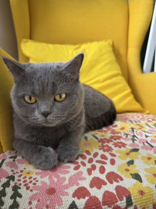 Подарявам Британска късокосметска