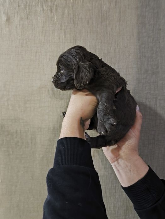 Продам щенков спаниеля .