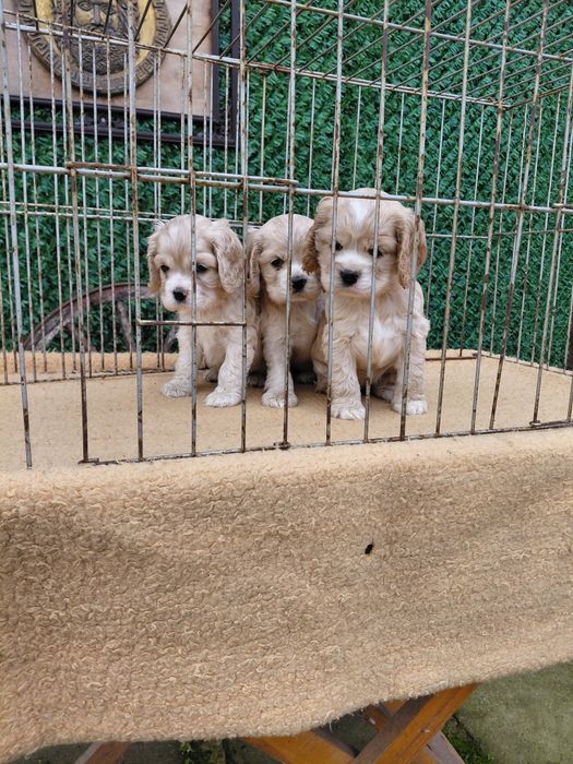 Американски кокер