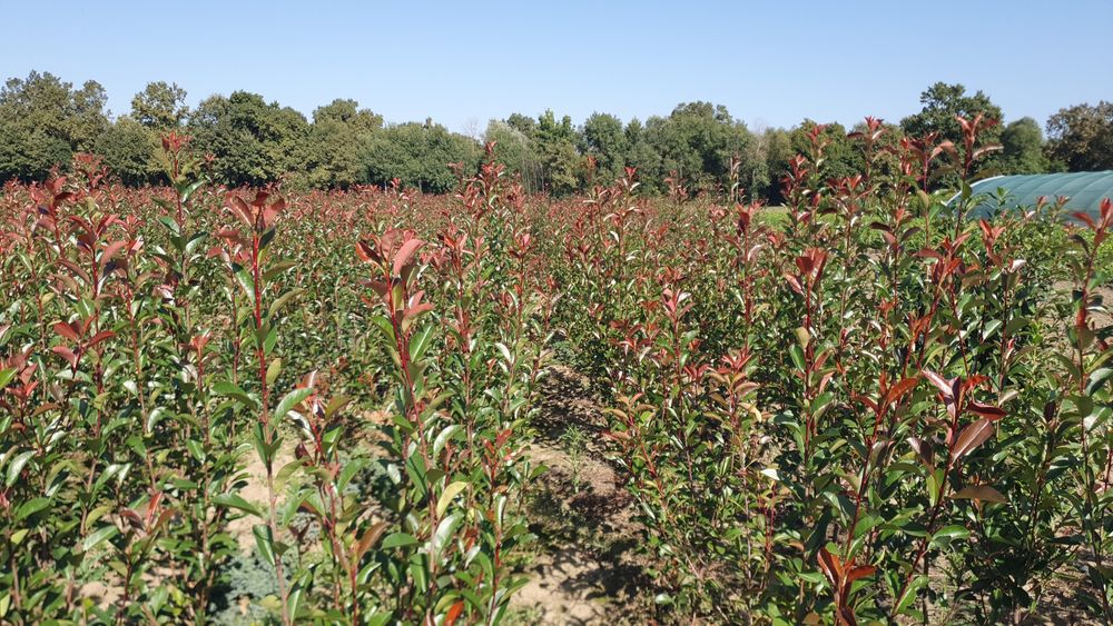 Photinia Red Robin