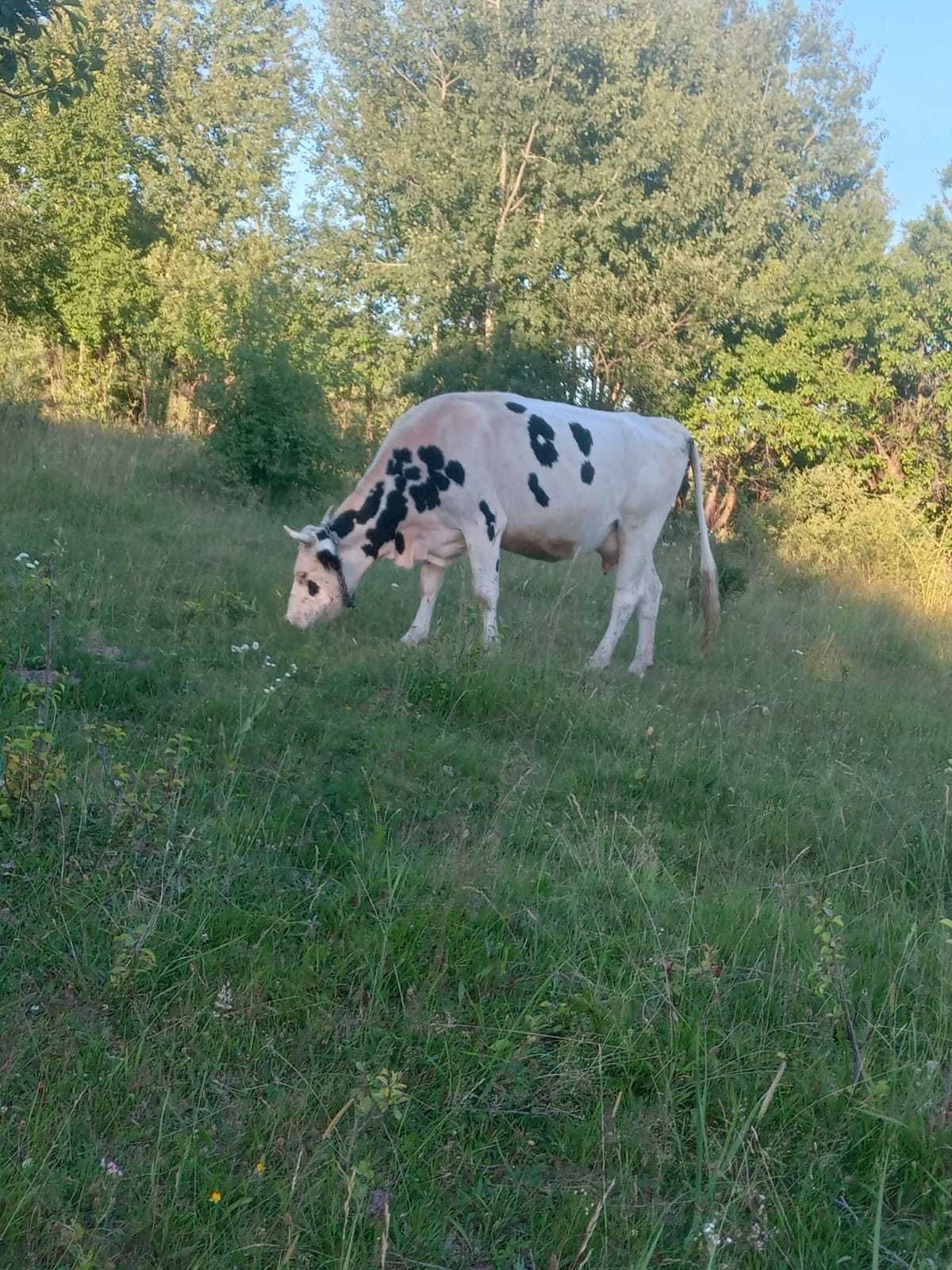 Vaci de vanzare gestante  si cu lapte