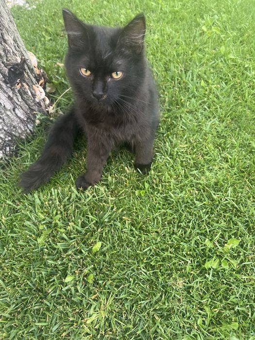 Котенок пушистый в дар