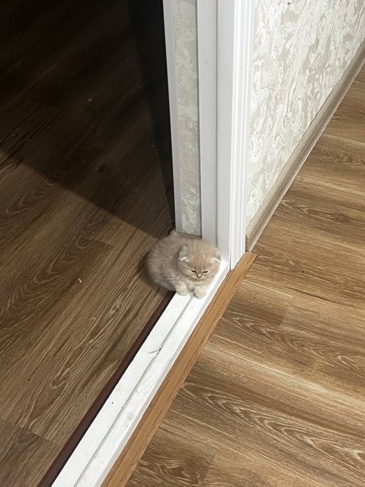 Zotli mushular hammasi