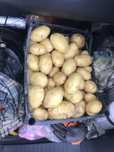 Продавам пресни картофи