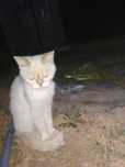 Mushuk sotiladi siam