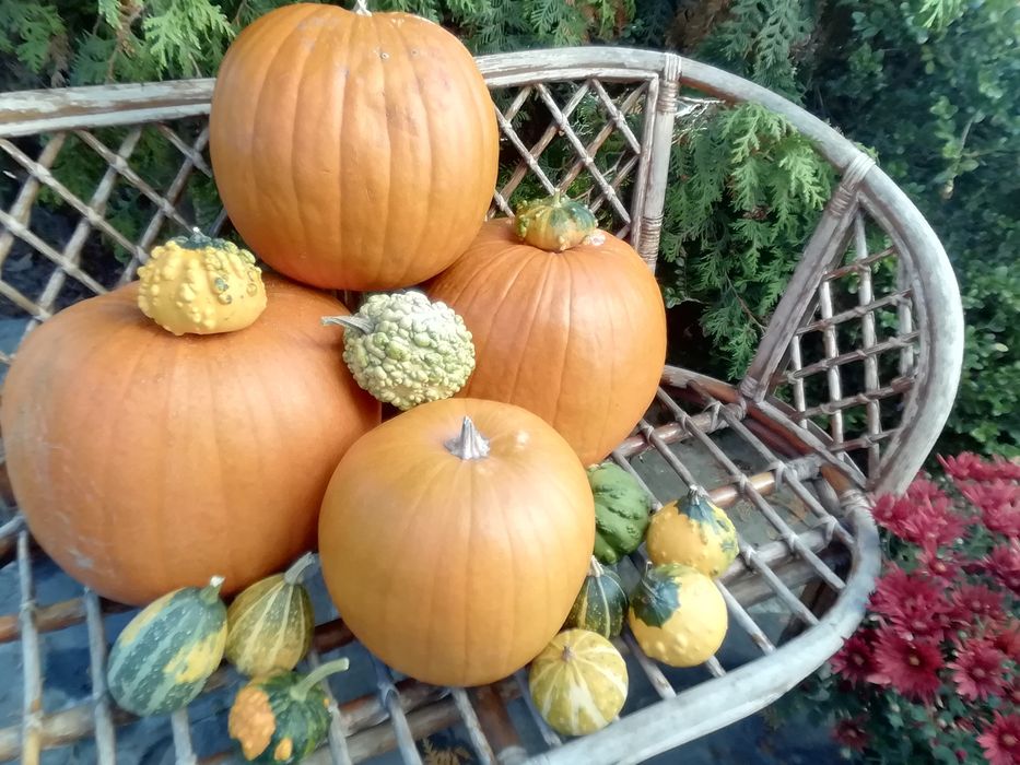 Vand dovlecei halloween.