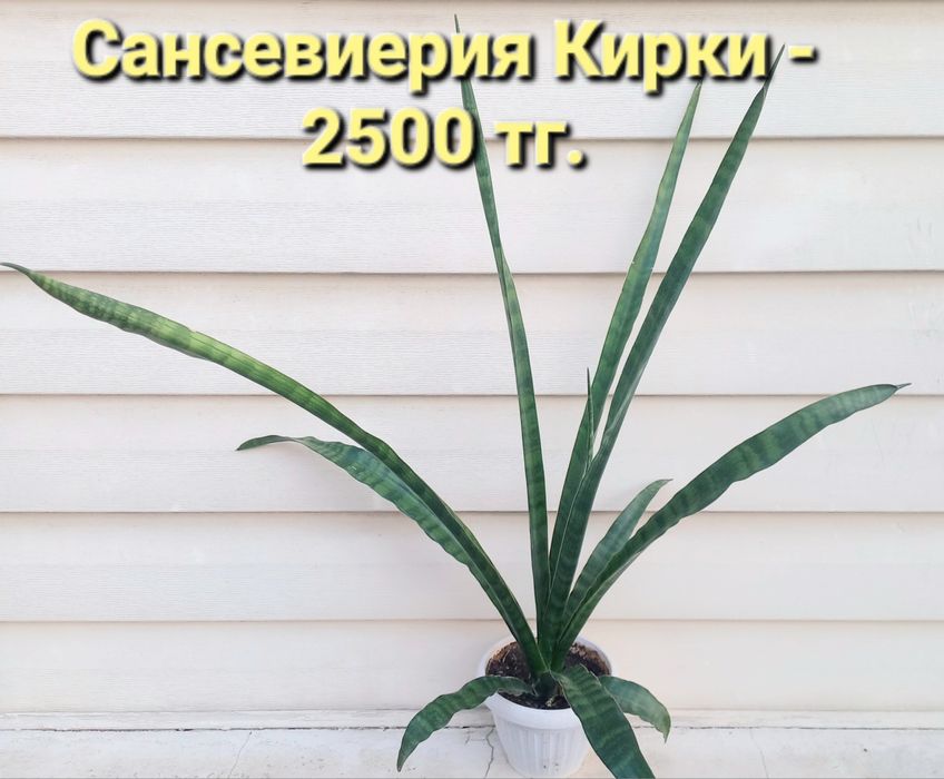 Сансевиерия-комнатные растения