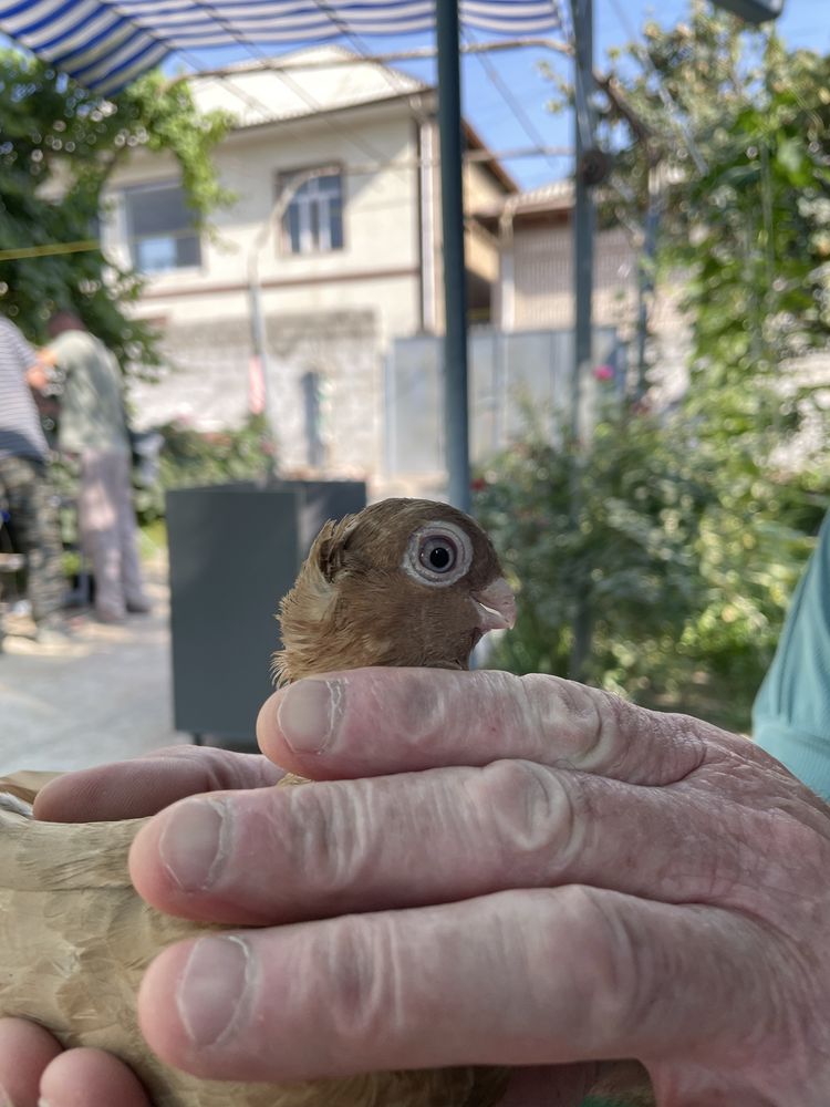 Kaptar(novot chubati)