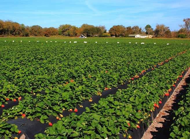 Folie Agrotextil marcaj patrat 1mx100m, plantat rasaduri agricultura.