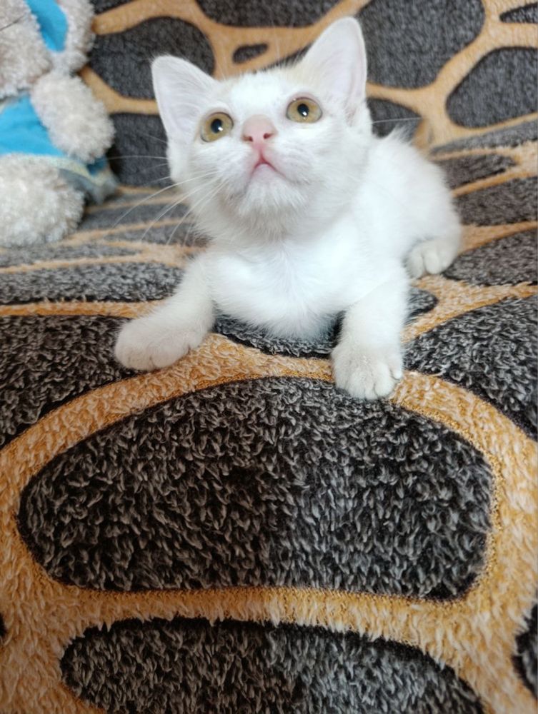 Чистый котёнок отдаю