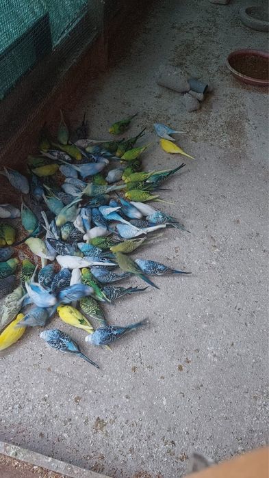 Perusi , agapornis, papagali pui