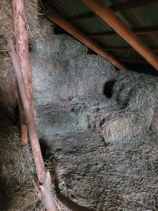 Шоп сатылады, экспорцет аралас табиги шоппен