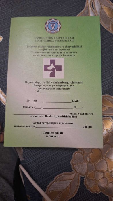 Ищем сучек чихуахуа мини для вязки