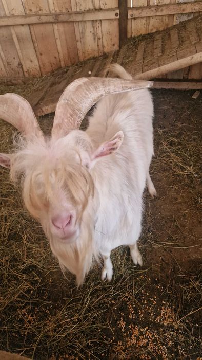 ȚAP SANNEN disponibil