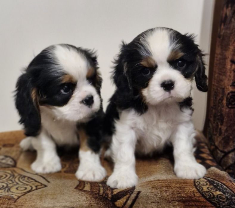 Кавалер Кинг Чарлз Шпаньол FCI