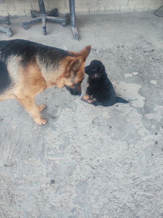 Немецкая овчарка