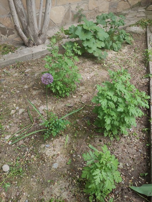 Продам цветы садовые