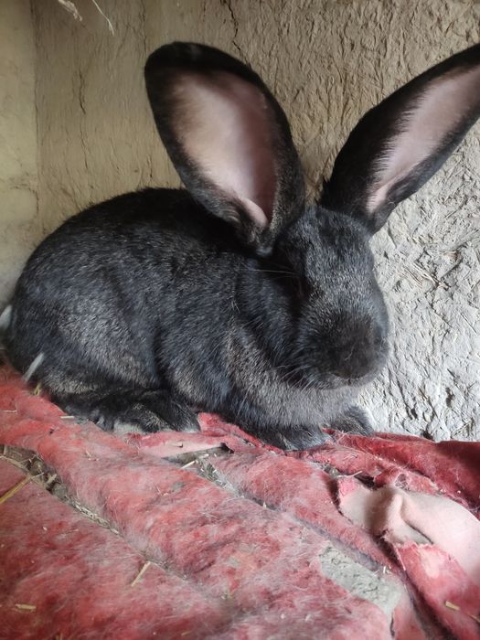 Flander samka sotiladi