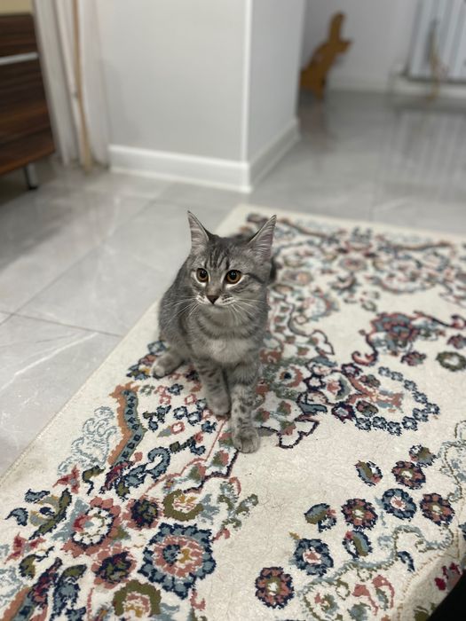 Отдам породистого котенка в добрые руки