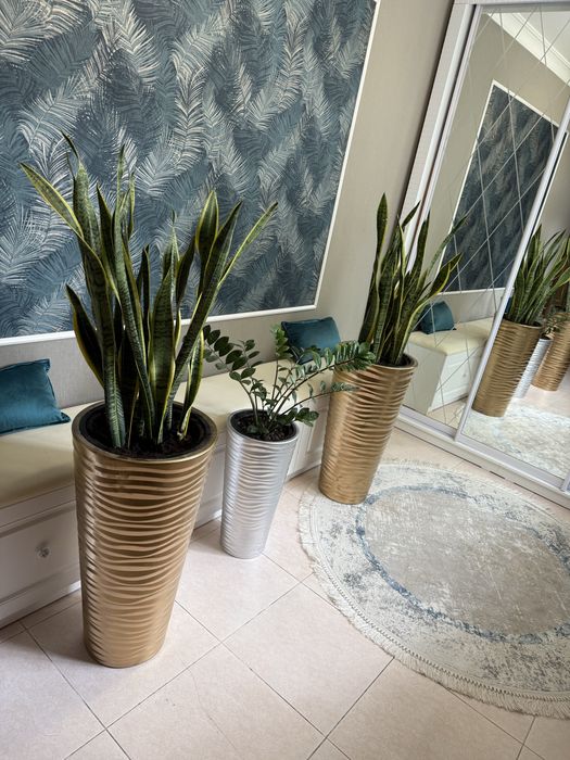 Напольные комнатные растения