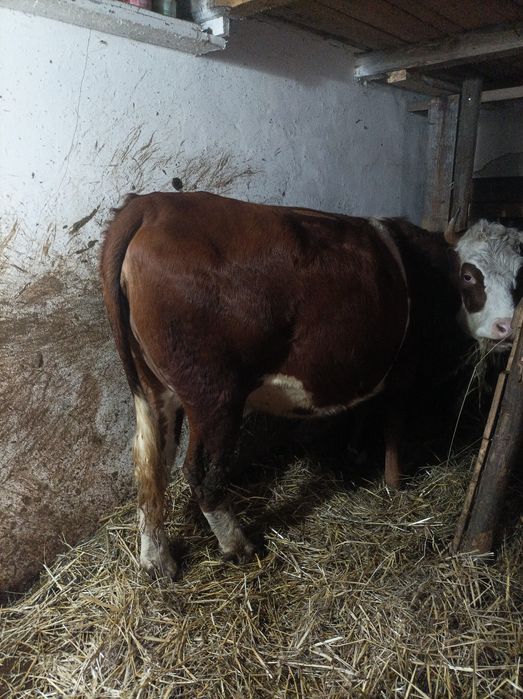 Vând 3 junici  bune