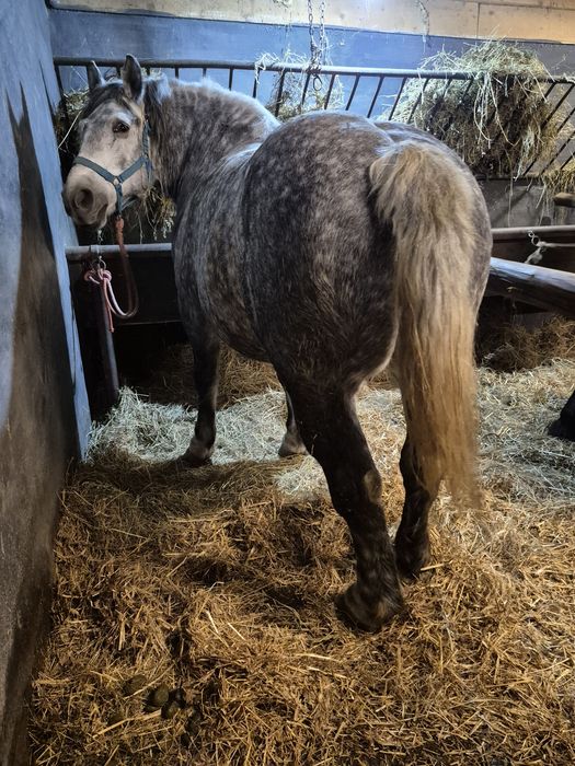 Vând iapă pentru pretențioși 6pe 7 ani