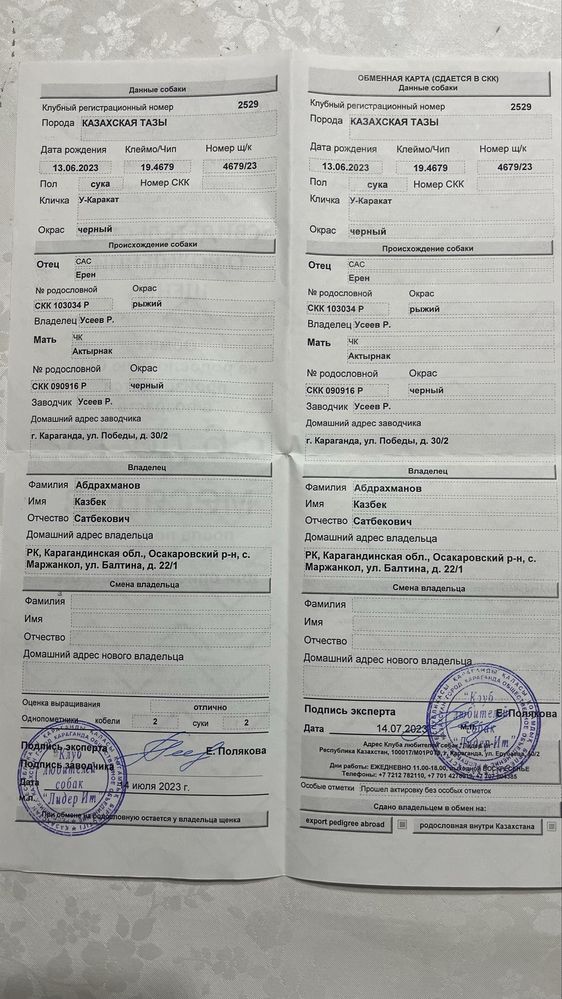Тазының күшігі сатылады